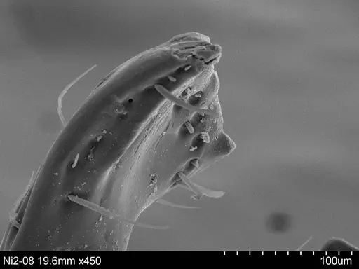Adelomyrmex paratristani specimen CASENT0631964 image casent0631964_1