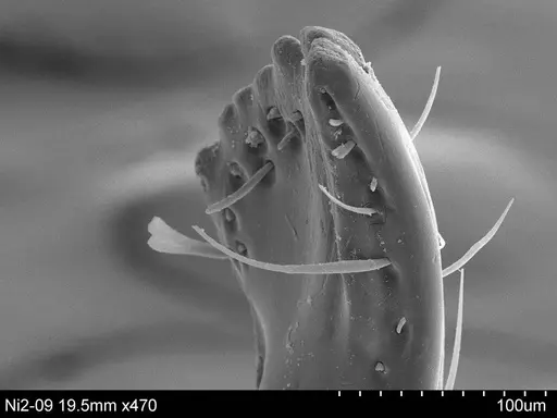 Adelomyrmex paratristani specimen CASENT0631964 image casent0631964_2