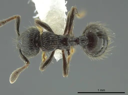 Adelomyrmex quetzal specimen CASENT0614520 image casent0614520_1