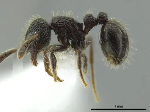 Adelomyrmex quetzal specimen CASENT0614520 image casent0614520_3