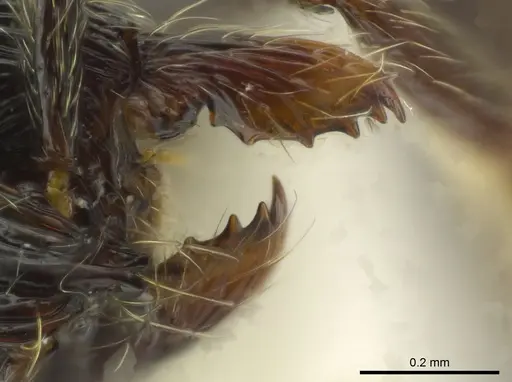 Adelomyrmex quetzal specimen CASENT0627819 image casent0627819_1