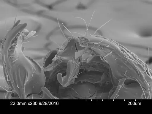 Adelomyrmex quetzal specimen CASENT0631978 image casent0631978_1