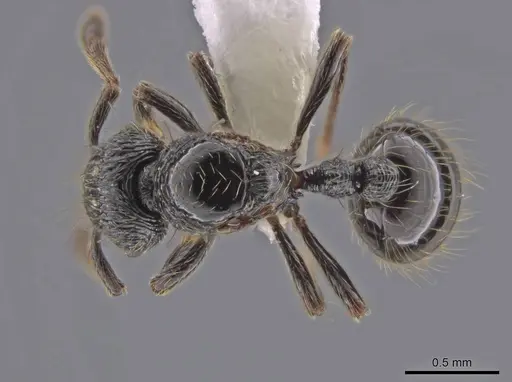 Adelomyrmex quetzal specimen CASENT0637752 image casent0637752_1