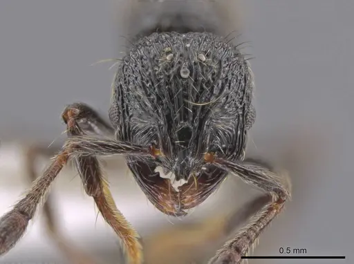 Adelomyrmex quetzal specimen CASENT0637752 image casent0637752_2