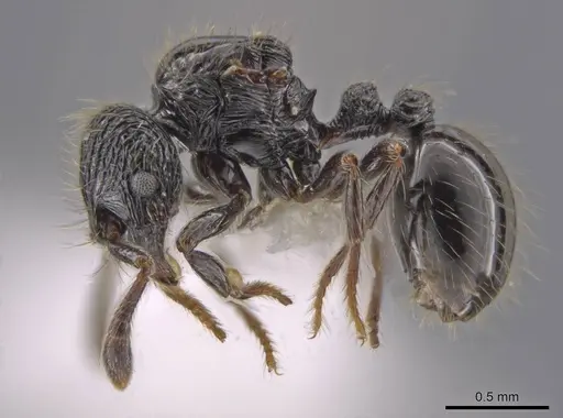 Adelomyrmex quetzal specimen CASENT0637752 image casent0637752_3