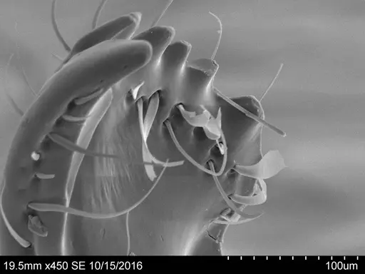 Adelomyrmex robustus specimen CASENT0631968 image casent0631968_1
