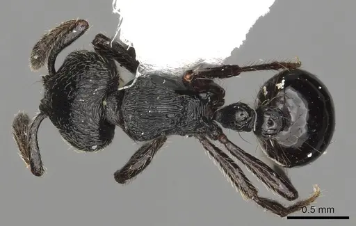 Adelomyrmex robustus specimen CASENT0901017 image casent0901017_1