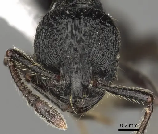 Adelomyrmex robustus specimen CASENT0901017 image casent0901017_2