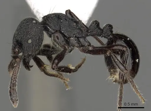 Adelomyrmex robustus specimen CASENT0901017 image casent0901017_3