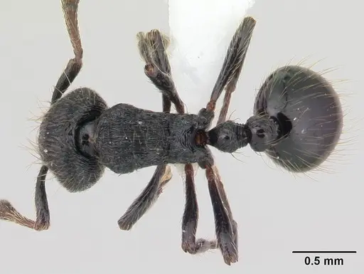 Adelomyrmex robustus specimen LACMENT144606 image lacment144606_1