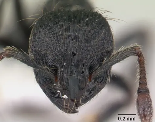Adelomyrmex robustus specimen LACMENT144606 image lacment144606_2