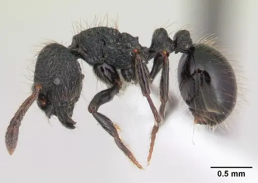Adelomyrmex robustus specimen LACMENT144606 image lacment144606_3
