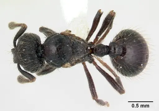 Adelomyrmex robustus specimen LACMENT144656 image lacment144656_1