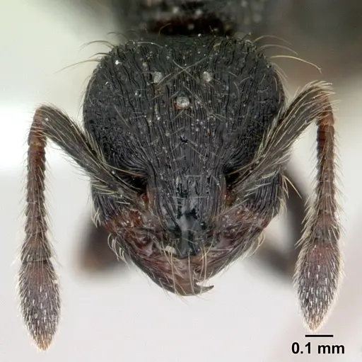 Adelomyrmex robustus specimen LACMENT144656 image lacment144656_2