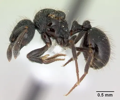 Adelomyrmex robustus specimen LACMENT144656 image lacment144656_3