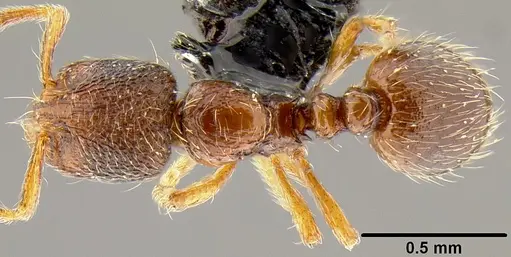 Adelomyrmex samoanus specimen CASENT0171037 image casent0171037_1