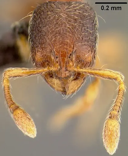 Adelomyrmex samoanus specimen CASENT0171037 image casent0171037_2