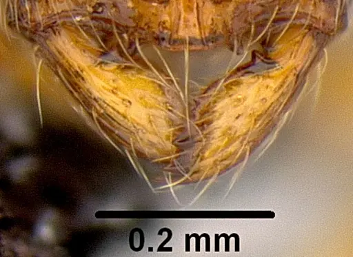 Adelomyrmex samoanus specimen CASENT0171037 image casent0171037_3