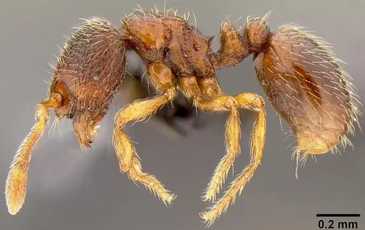 Adelomyrmex samoanus specimen CASENT0171037 image casent0171037_4