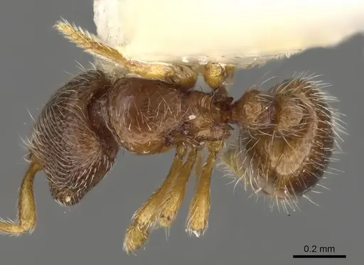 Adelomyrmex samoanus specimen CASENT0901015 image casent0901015_1