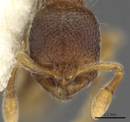 Adelomyrmex samoanus specimen CASENT0901015 image casent0901015_2