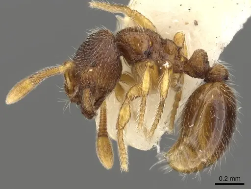 Adelomyrmex samoanus specimen CASENT0901015 image casent0901015_3