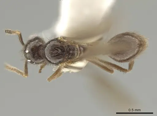 Adelomyrmex silvestrii specimen 08COSTA-0161 image 08costa-0161_1
