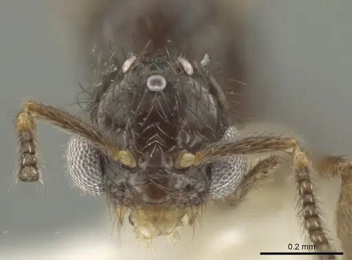 Adelomyrmex silvestrii specimen 08COSTA-0161 image 08costa-0161_2