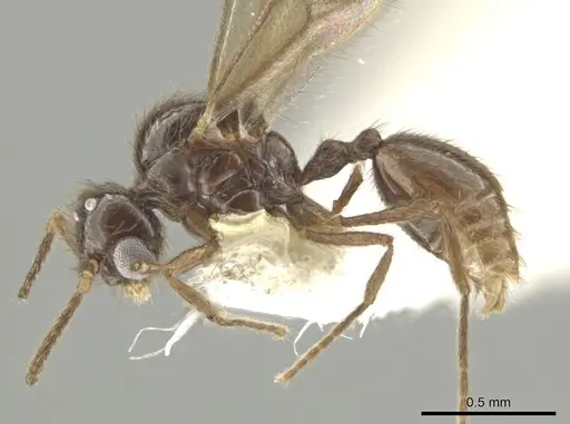 Adelomyrmex silvestrii specimen 08COSTA-0161 image 08costa-0161_3