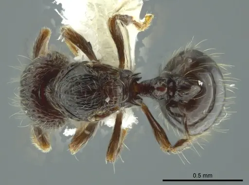 Adelomyrmex silvestrii specimen CASENT0611286 image casent0611286_1
