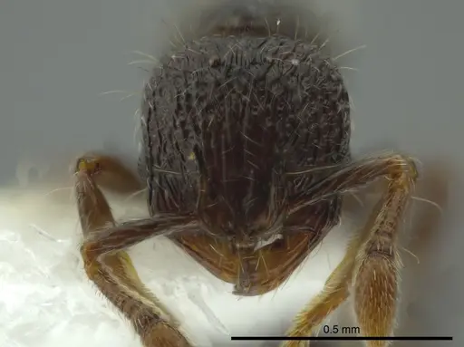 Adelomyrmex silvestrii specimen CASENT0611286 image casent0611286_2