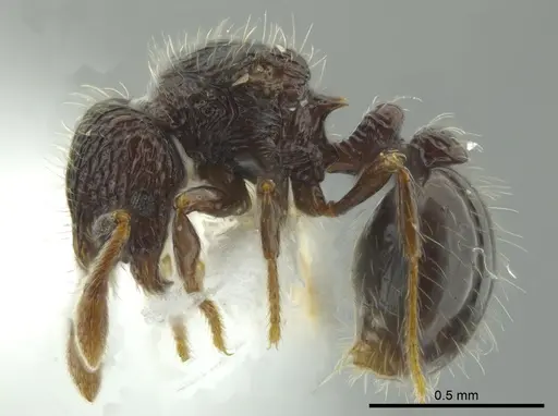 Adelomyrmex silvestrii specimen CASENT0611286 image casent0611286_3