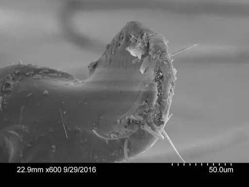 Adelomyrmex silvestrii specimen CASENT0631960 image casent0631960_1