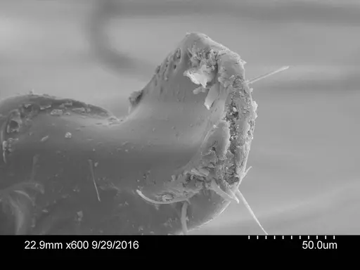 Adelomyrmex silvestrii specimen CASENT0631960 image casent0631960_2