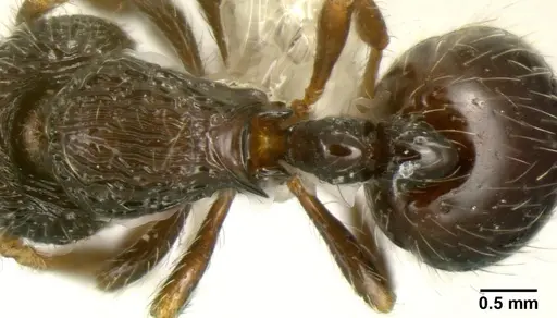 Adelomyrmex silvestrii specimen INBIOCRI001281616 image inbiocri001281616_1