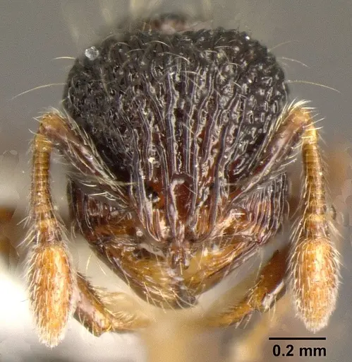 Adelomyrmex silvestrii specimen INBIOCRI001281616 image inbiocri001281616_2