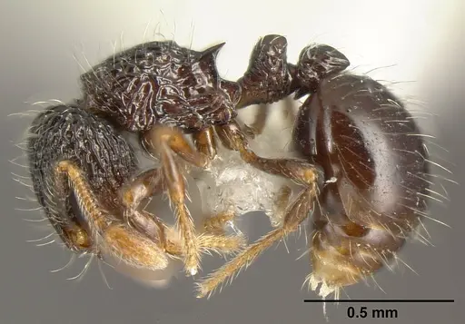 Adelomyrmex silvestrii specimen INBIOCRI001281616 image inbiocri001281616_3