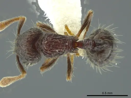 Adelomyrmex silvestrii specimen JTLC000009768 image jtlc000009768_1