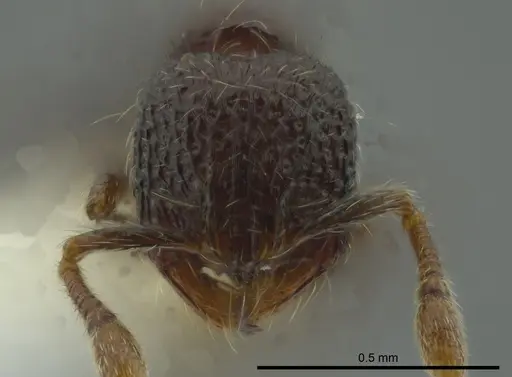 Adelomyrmex silvestrii specimen JTLC000009768 image jtlc000009768_2