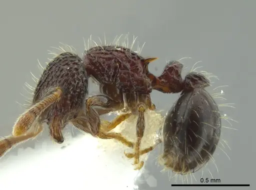 Adelomyrmex silvestrii specimen JTLC000009768 image jtlc000009768_3