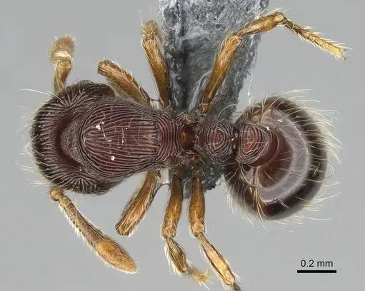 Adelomyrmex striatus specimen CASENT0375143 image casent0375143_1