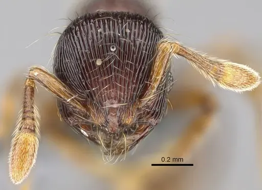 Adelomyrmex striatus specimen CASENT0375143 image casent0375143_2