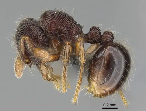 Adelomyrmex striatus specimen CASENT0375143 image casent0375143_3