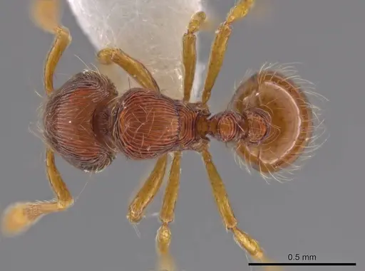 Adelomyrmex striatus specimen CASENT0629013 image casent0629013_1