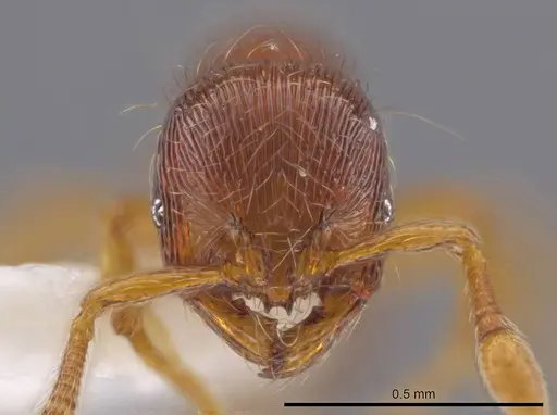 Adelomyrmex striatus specimen CASENT0629013 image casent0629013_2