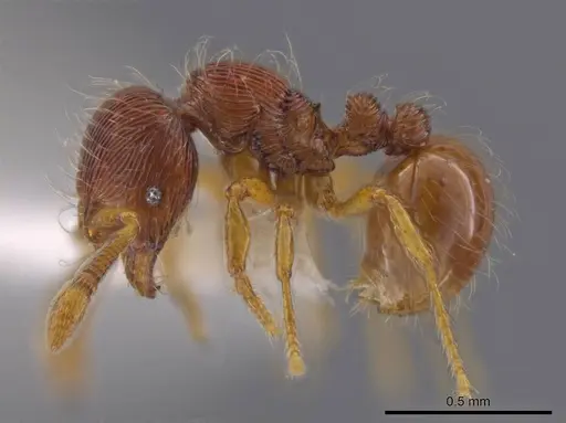 Adelomyrmex striatus specimen CASENT0629013 image casent0629013_3