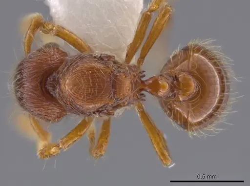 Adelomyrmex striatus specimen CASENT0629018 image casent0629018_1