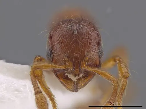 Adelomyrmex striatus specimen CASENT0629018 image casent0629018_2