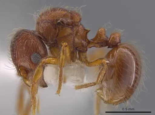 Adelomyrmex striatus specimen CASENT0629018 image casent0629018_3