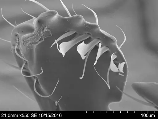 Adelomyrmex striatus specimen CASENT0631971 image casent0631971_1